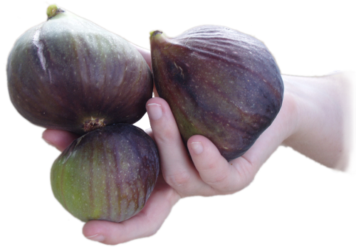 Photo of three figs